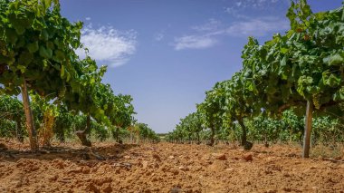 Üzümlerin toplanması için üzüm bağları,