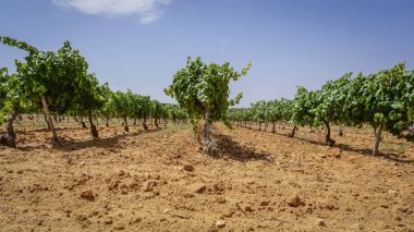 Üzümlerin toplanması için üzüm bağları,