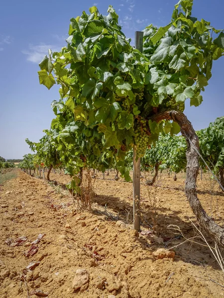 Vignobles Préparés Pour Récolte Raisins — Photo