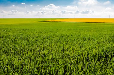Güzel mavi gökyüzü tarlanın üzerinde