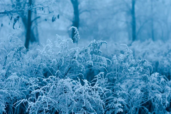 冬は冷たい白い霜に覆われた枝 — ストック写真