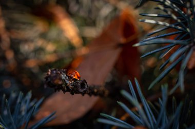 Coccinellidae ladin dalında oturuyor