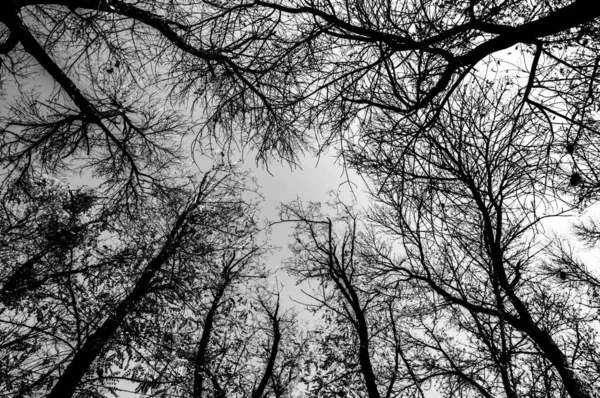 Árvores de outono no Parque sem folhas contra o céu azul — Fotografia de Stock