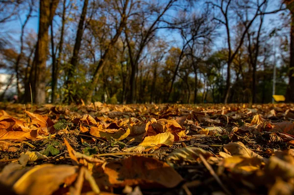 Folhas caídas no parque de outono — Fotografia de Stock