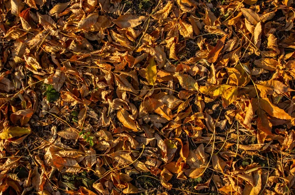 Folhas caídas no parque de outono — Fotografia de Stock