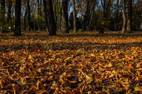 Опавшие листья в осеннем парке — стоковое фото