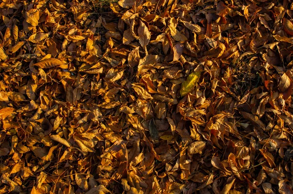 Опавшие листья в осеннем парке — стоковое фото
