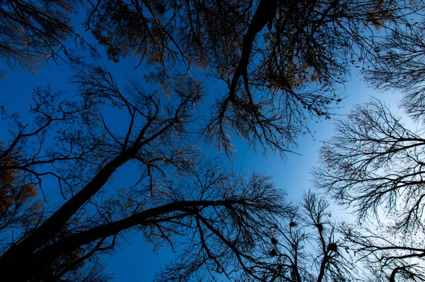 Alberi autunnali nel Parco senza foglie contro il cielo blu — Foto Stock