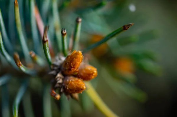 Pluizige groene takken van de sparren — Stockfoto