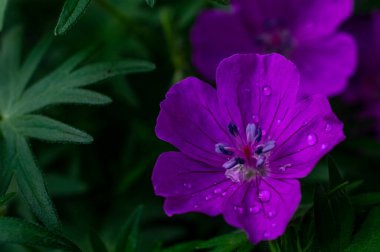 Yağmurdan sonra yeşil yaprakların üzerine su damlayan parlak çiçeklerin makrofotoğrafçılığı. Tarla çiçekleri Doğanın makrofotoğrafçılığı