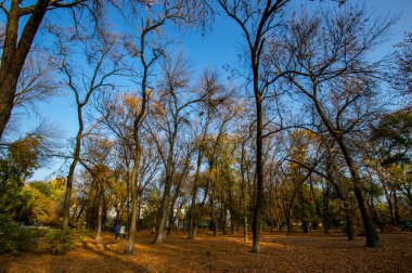 Parkta yapraksız sonbahar ağaçları mavi gökyüzüne karşı. Ağaçlarda kuş yuvaları. Sonbahar manzarası. Arkaplan