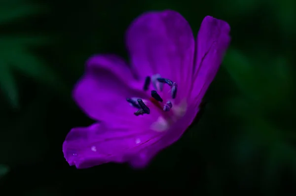 Macrofotografia Flores Brilhantes Com Gotas Água Nas Pétalas Verde Após — Fotografia de Stock