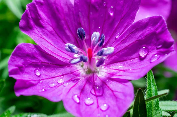 Makrofotografie Heller Blumen Mit Wassertropfen Auf Den Blütenblättern Grün Nach — Stockfoto