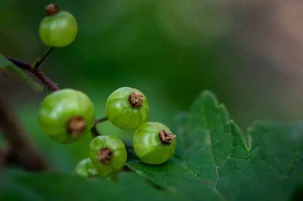 Macrofotografia Bagas Groselha Verde Com Estrias Início Primavera Jardim Vitaminas — Fotografia de Stock