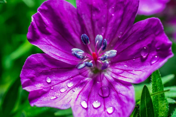 Makrofotografie Heller Blumen Mit Wassertropfen Auf Den Blütenblättern Grün Nach — Stockfoto