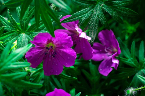 Macrofotografía Flores Brillantes Con Gotas Agua Sobre Los Pétalos Verde — Foto de Stock