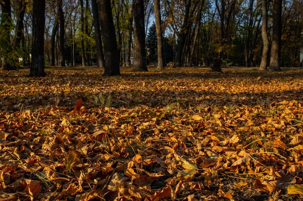 Sonbahar Parkı 'na düşen yapraklar. Yerde kuru yapraklar var. Kışın yaklaşması