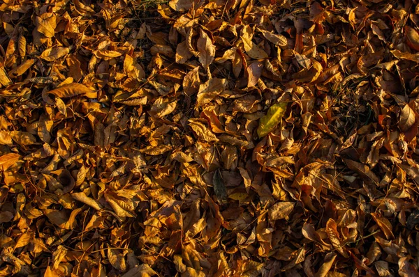 Folhas Caídas Outono Park Folhas Secas Chão Abordagem Inverno — Fotografia de Stock