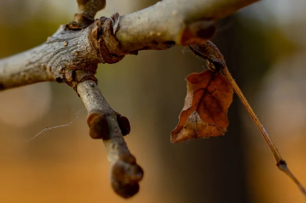 Один Сухой Лист Висит Ветке Парке Осенний Пейзаж Приближение Зимы — стоковое фото