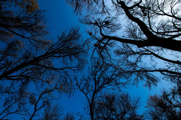 Podzimní Stromy Parku Bez Listí Proti Modré Obloze Ptačí Hnízda — Stock fotografie