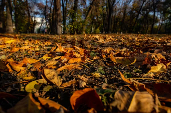 Folhas Caídas Outono Park Folhas Secas Chão Abordagem Inverno — Fotografia de Stock