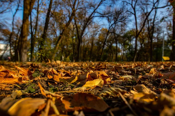 Folhas Caídas Outono Park Folhas Secas Chão Abordagem Inverno — Fotografia de Stock