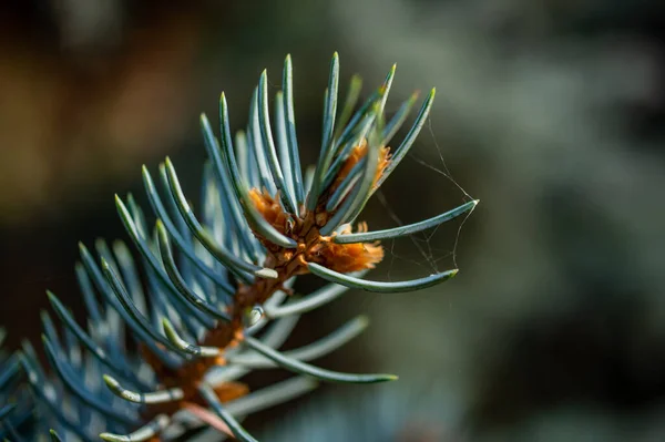 Flauschige Grüne Zweige Der Fichte Trockene Blätter Den Zweigen Makrofotografie — Stockfoto