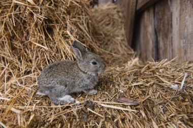 Saman fotoğraf tavşan