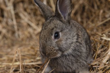 Saman fotoğraf tavşan