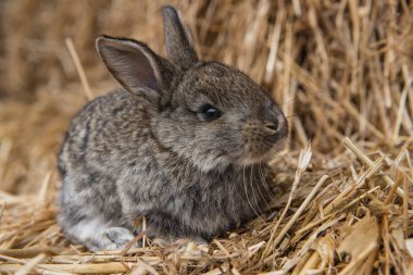 Saman fotoğraf tavşan