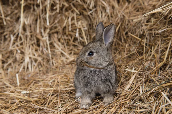 Saman fotoğraf tavşan