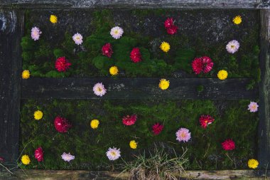  Çok renkli çiçek yeşil yosun üzerinde. Pembe, kırmızı veya sarı çiçek tomurcukları. Üstten Görünüm