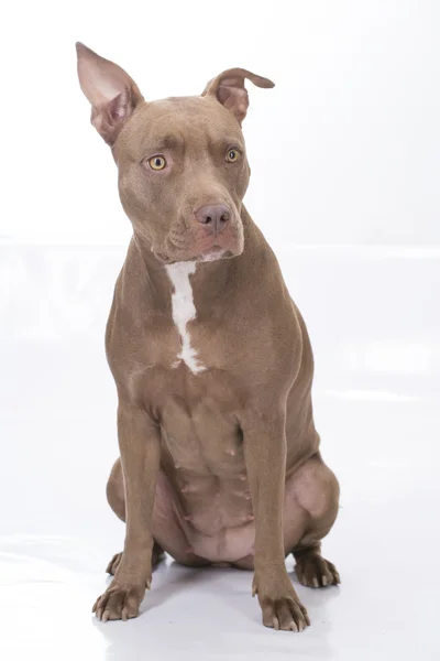 Pitbull hund framför på vit bakgrund — Stockfoto