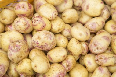 Patates - Solanum tuberosum yığını