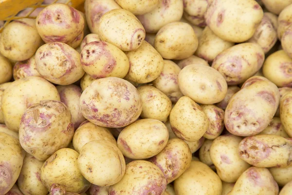 Pila de patata - Solanum tuberosum — Foto de Stock