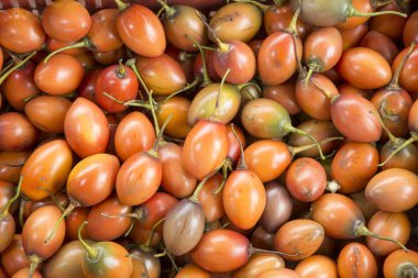 Deliciosa fruta del rbol de tomate Tamarillo - Solanum betaceum