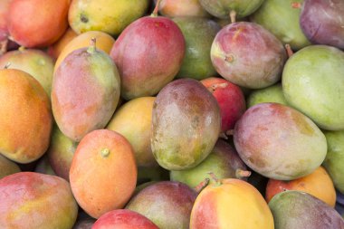 Lezzetli tropikal meyve Mango - Mangifera