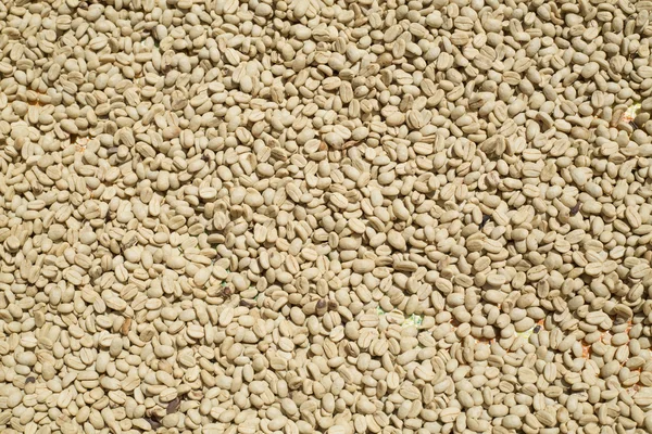 Sun drying coffee beans — Stock Photo, Image