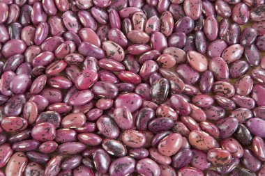 Pinto fasulye arka plan, üstten görünüm. (Phaseolus vulgaris)