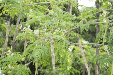 Moringa bitkiler - Moringa oleifera