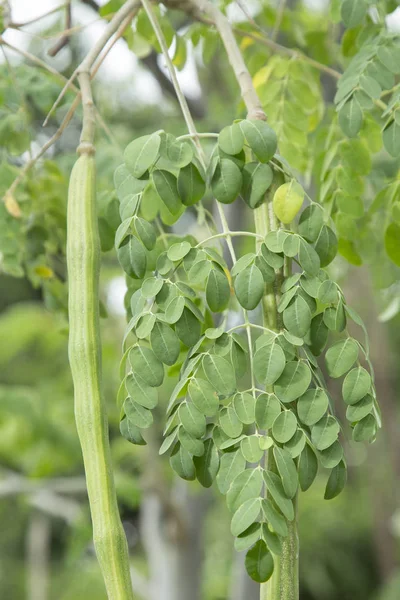 Plantas de moringa - Moringa oleifera — Foto de Stock