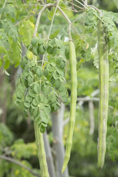 Plantas de moringa - Moringa oleifera — Foto de Stock