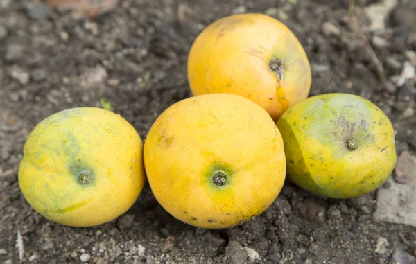芒果美味的热带水果 — 图库照片