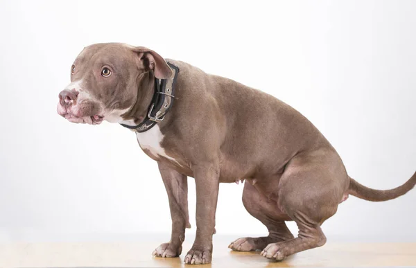 Pitbull raça cão no fundo branco — Fotografia de Stock