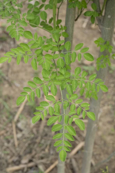 Moringa plant (Moringa Oleifera) — Stockfoto