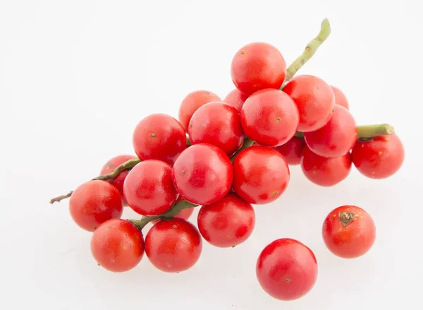 Corozo tropisch fruit (Bactris guineensis) — Stockfoto