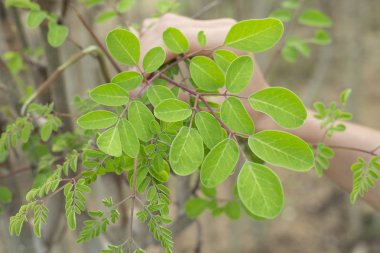 The moringa plant with its leaves (Moringa oleifera) clipart