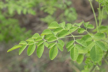 Doğa ışığında, alternatif tıp bitki (Moringa oleifera Moringa bırakır)