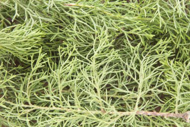 Servi (Cupressus bırakır)