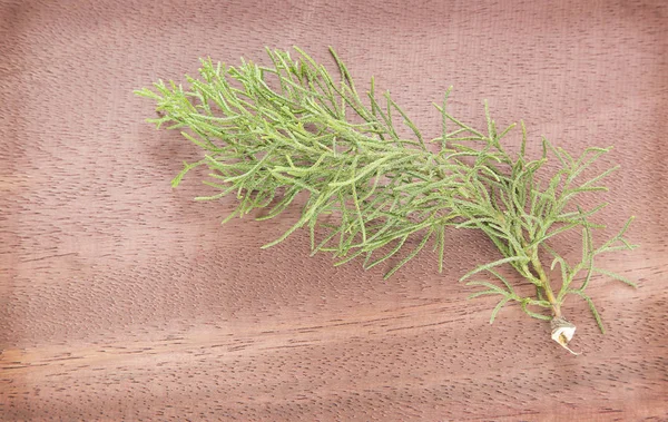 Servi (Cupressus bırakır) — Stok fotoğraf